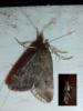 Pyrausta despicata